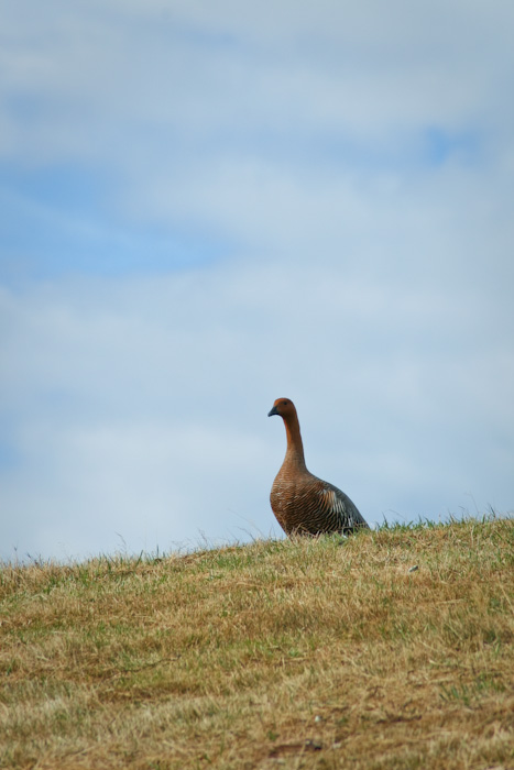 A goose in the Falklands.