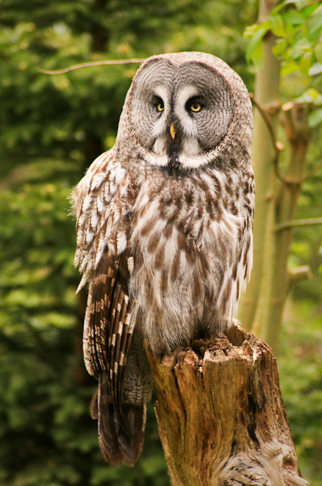 Owl in Skansen, Sweden.