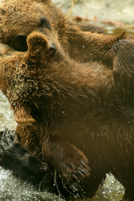 Bears fighting (safe behind glass).