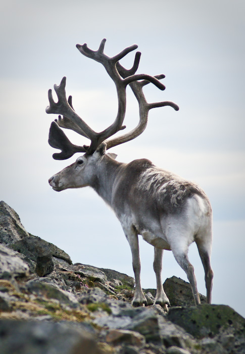 Another reindeer.