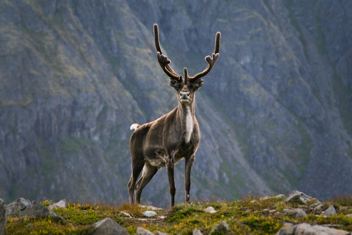 Final reindeer.