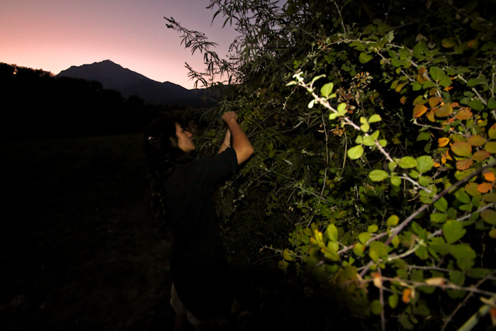 Picking berries in Turkey.