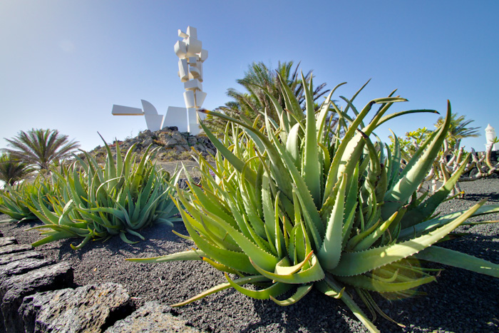 Cactus, palms and sculptures, Canary Islands.