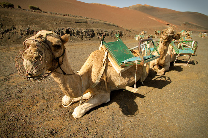 Camels!