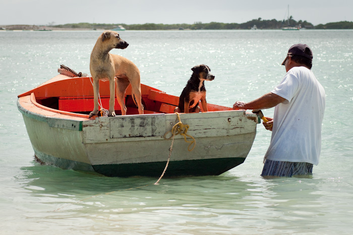 Dogs in a boat, Aruba.