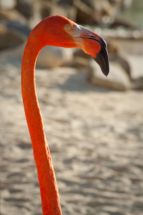 Flamingo, Aruba.