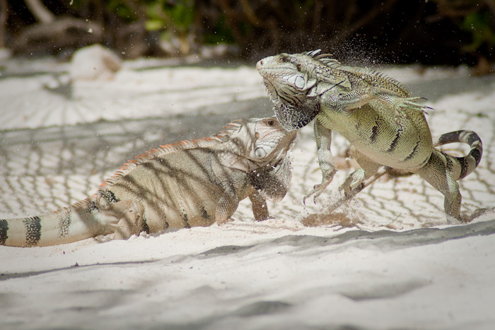 Lizards fighting, Aruba.