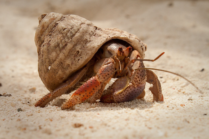 Hermit crab, Aruba.
