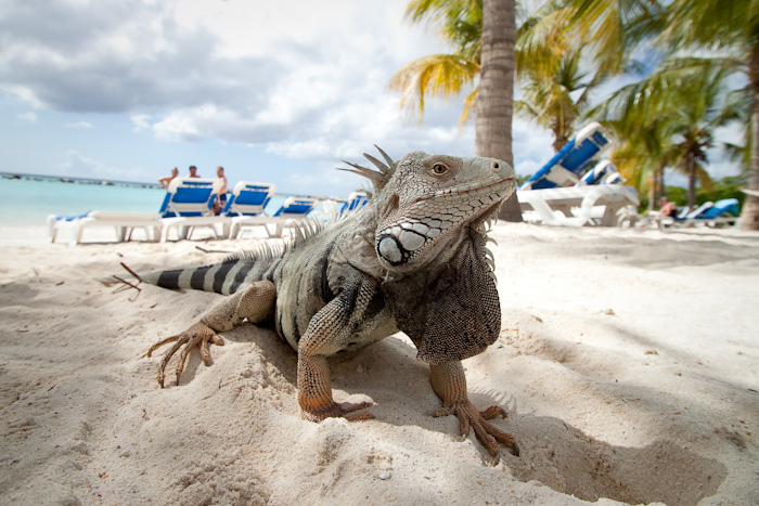 Lizard, Aruba.