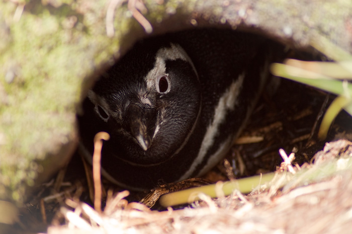 Magellanic Penguin in its burrow, Falklands.