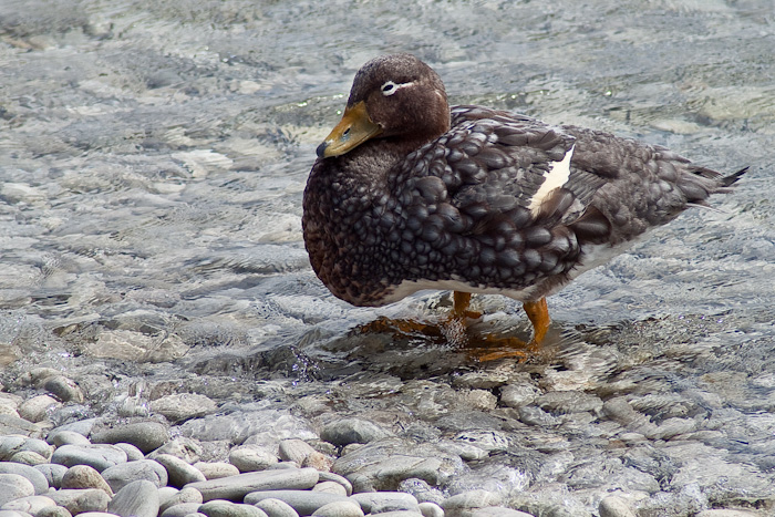 Smug duck.