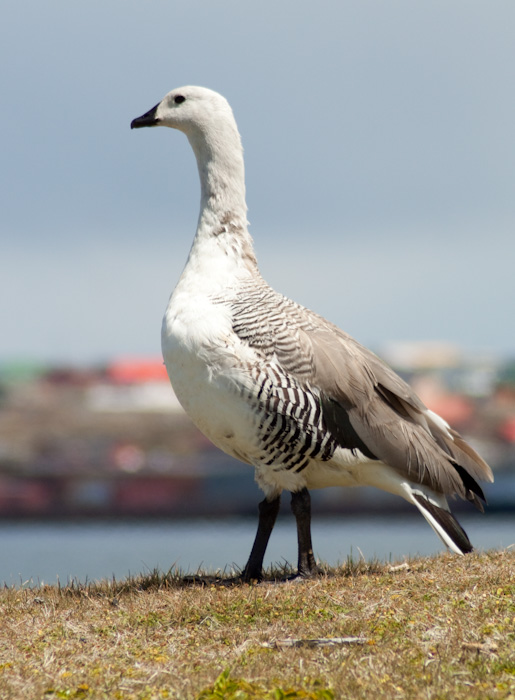 Goose in the Falklands.
