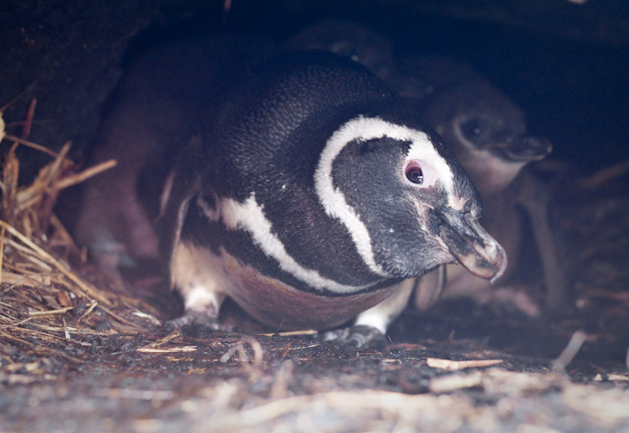 Magellanic Penguin with chicks.