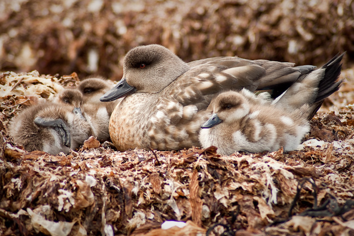 Duck and ducklings.