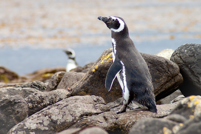 Magellanic Penguins.