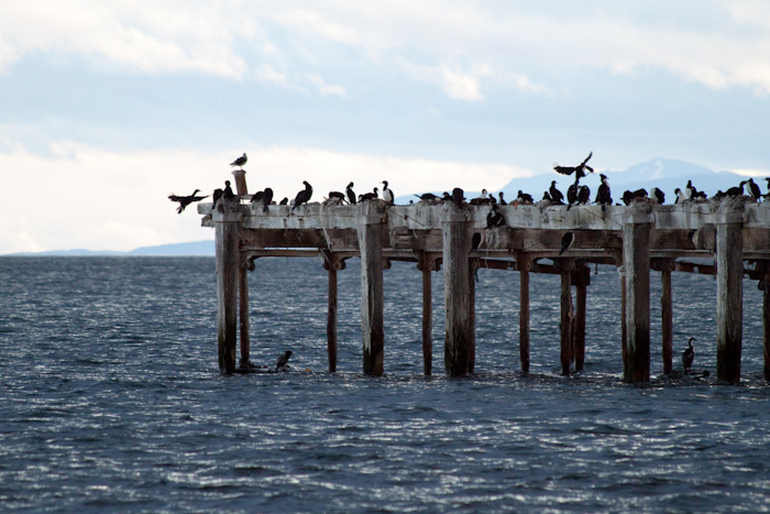 Birds on one of the old piers.