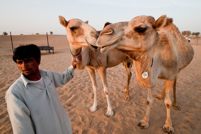 We stopped at a camel farm. Only one other truck, out of the hundreds, stopped along with us, so I guess the driver knew someone who worked at the farm.