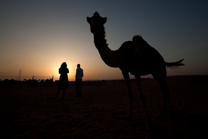 I drank camel milk. It tasted sweet and salty. Weird.