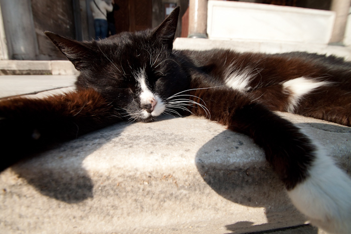 A cat.