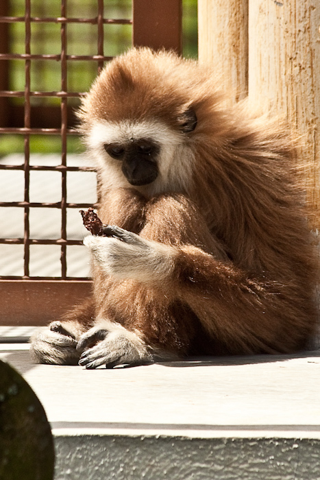 A Gibbon (I think).