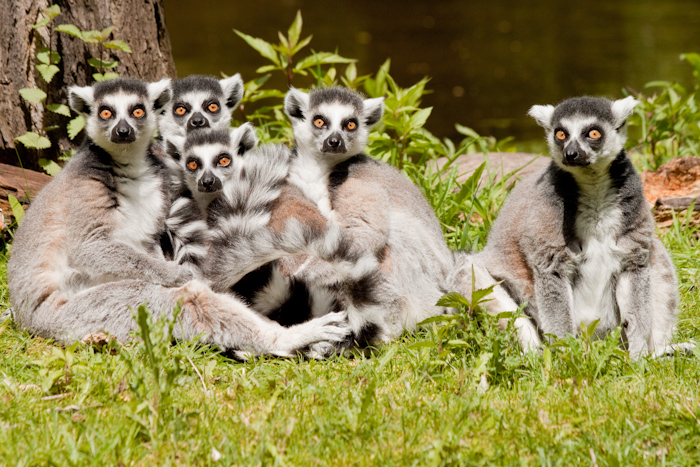 Ring tailed lemurs. This photo is a collaboration between myself and my father. He stood behind me, doing increasingly big and stupid movements to get them all to look our way at the same time.