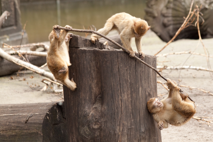 I could watch the baby monkeys playing all day! Here they'd (accidentally) set up a seesaw balance type thing. A monkey each end, pivoting over a log. The monkey on top is here pushing the stick off the log.