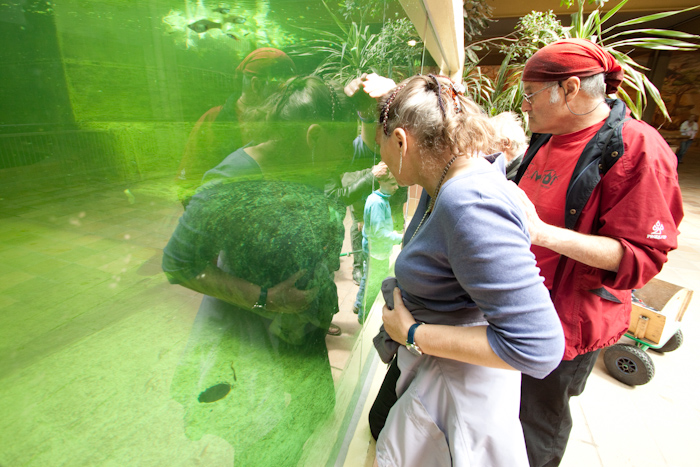 My parents looking into the manatee tank.
