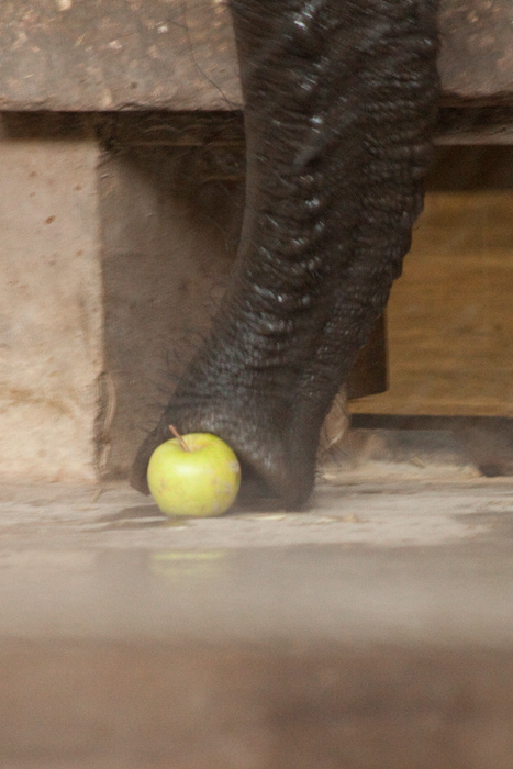 Elephants love apples.