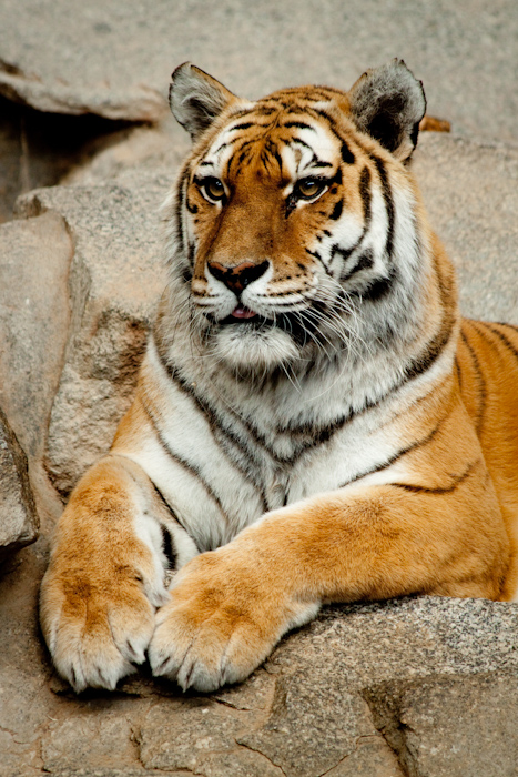 Tiger portrait.