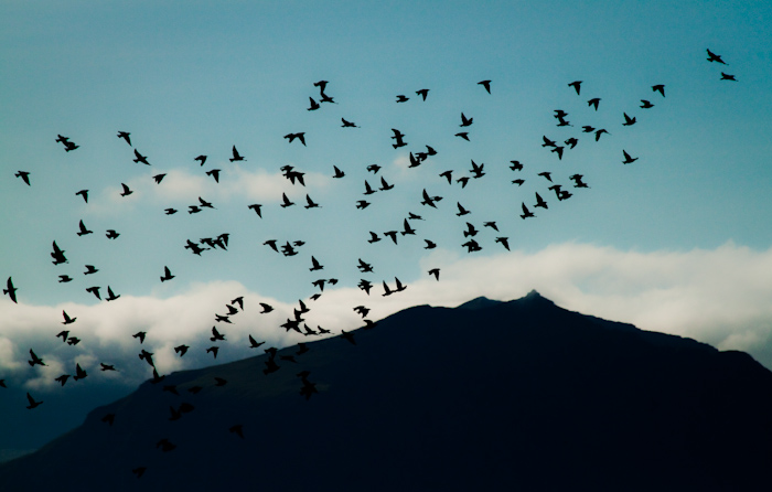 Birds flying in front of the mountains.