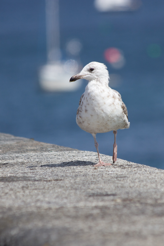 Summer cruising: St. Peter Port, Guernsey.