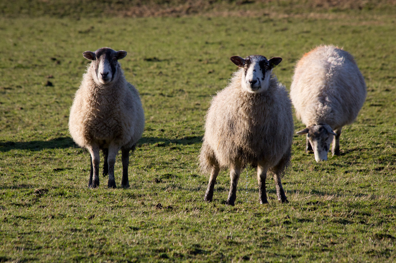UK trip - January 2012: More sheep!