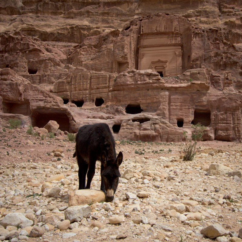 Petra, Jordan: Donkey!